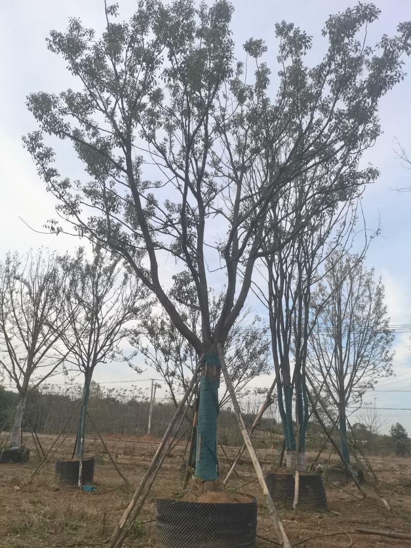 28公分容器香樟！分枝统一，树型漂亮！耐高温，存活率极高
