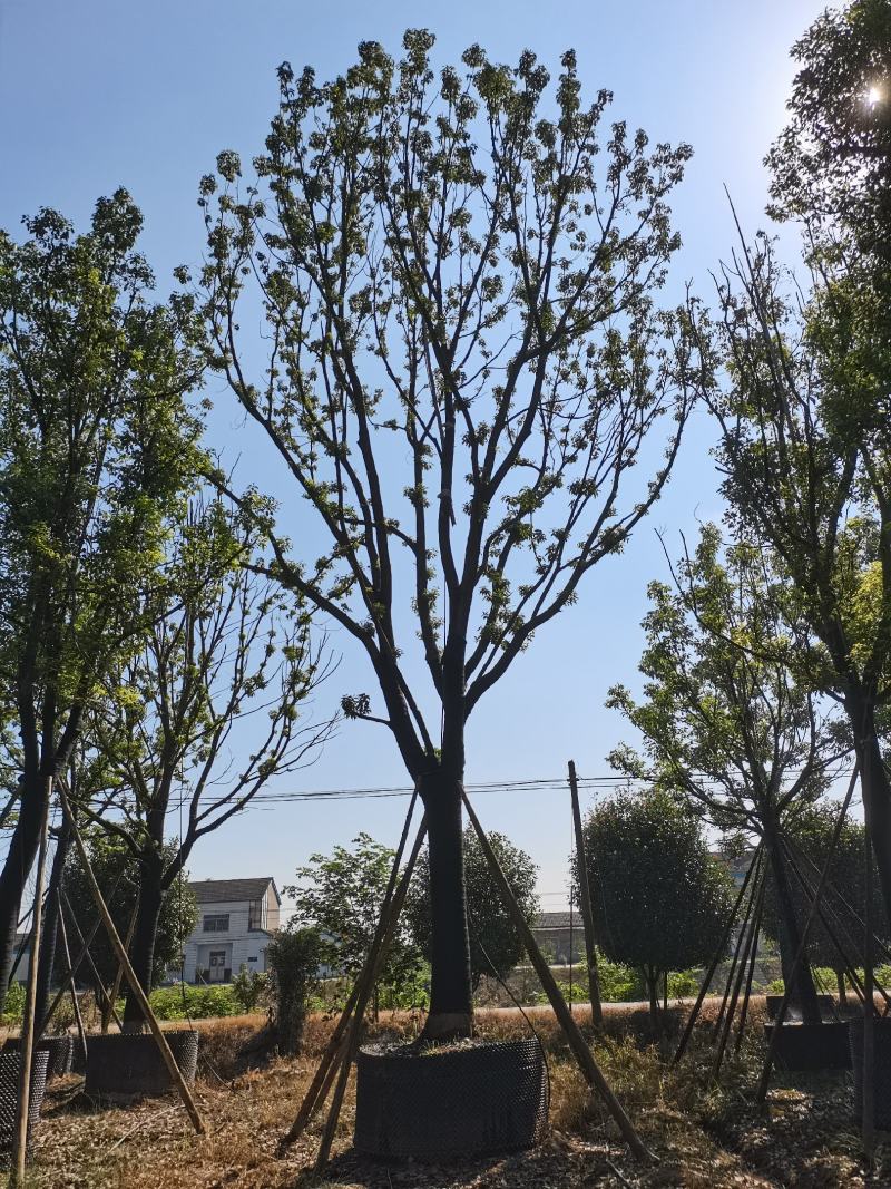 28公分容器香樟！分枝统一，树型漂亮！耐高温，存活率极高