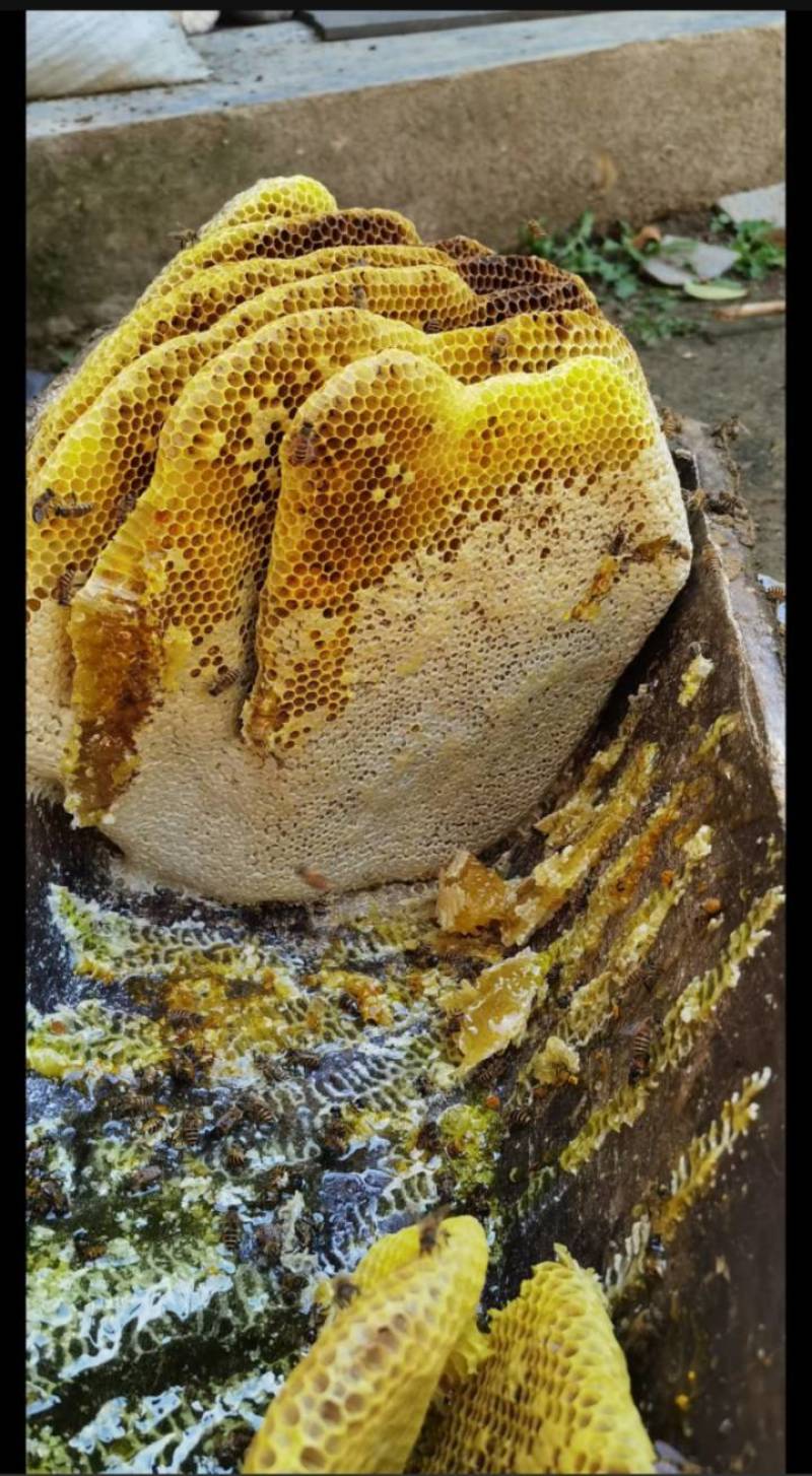 土蜂蜜自产自销假一赔十