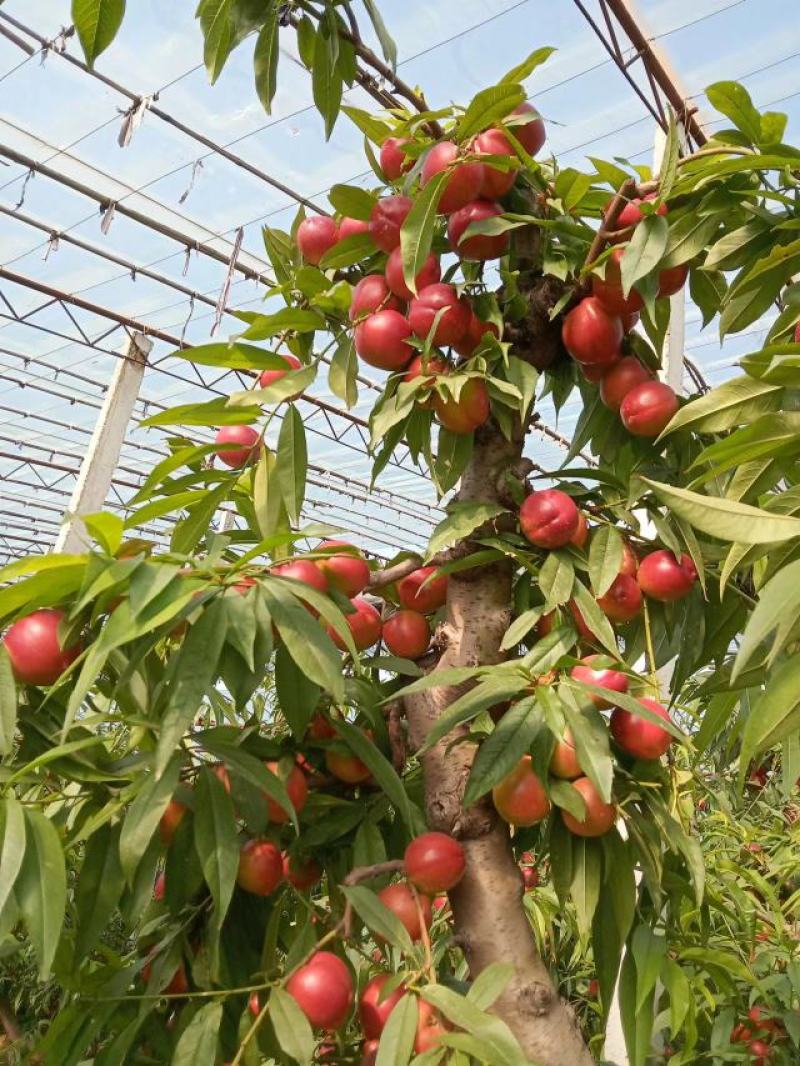 山西新绛县阳王镇大棚油桃大量上市