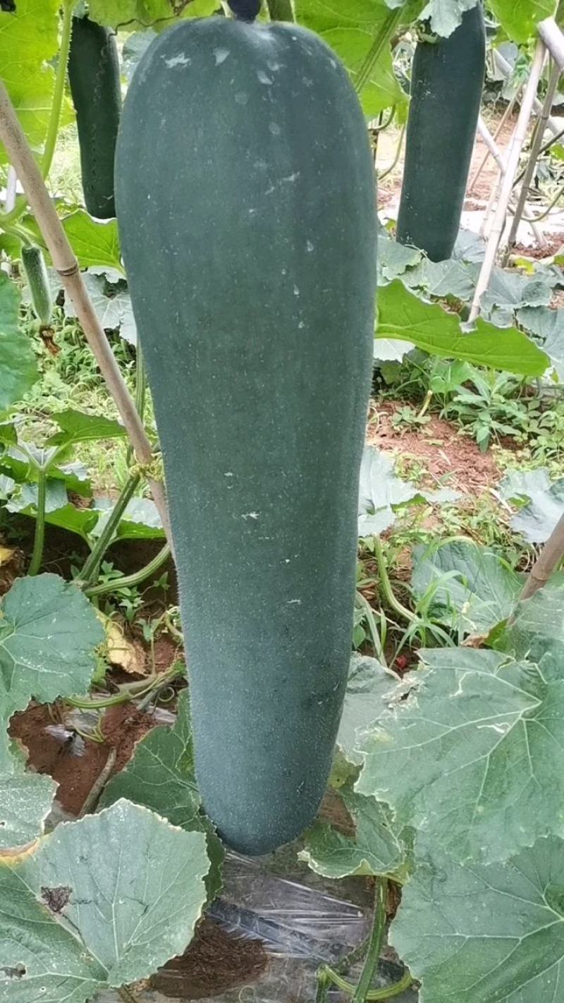 黑皮吊冬瓜，一手货货源，铁心长条，皮毛光滑，肉质紧实。