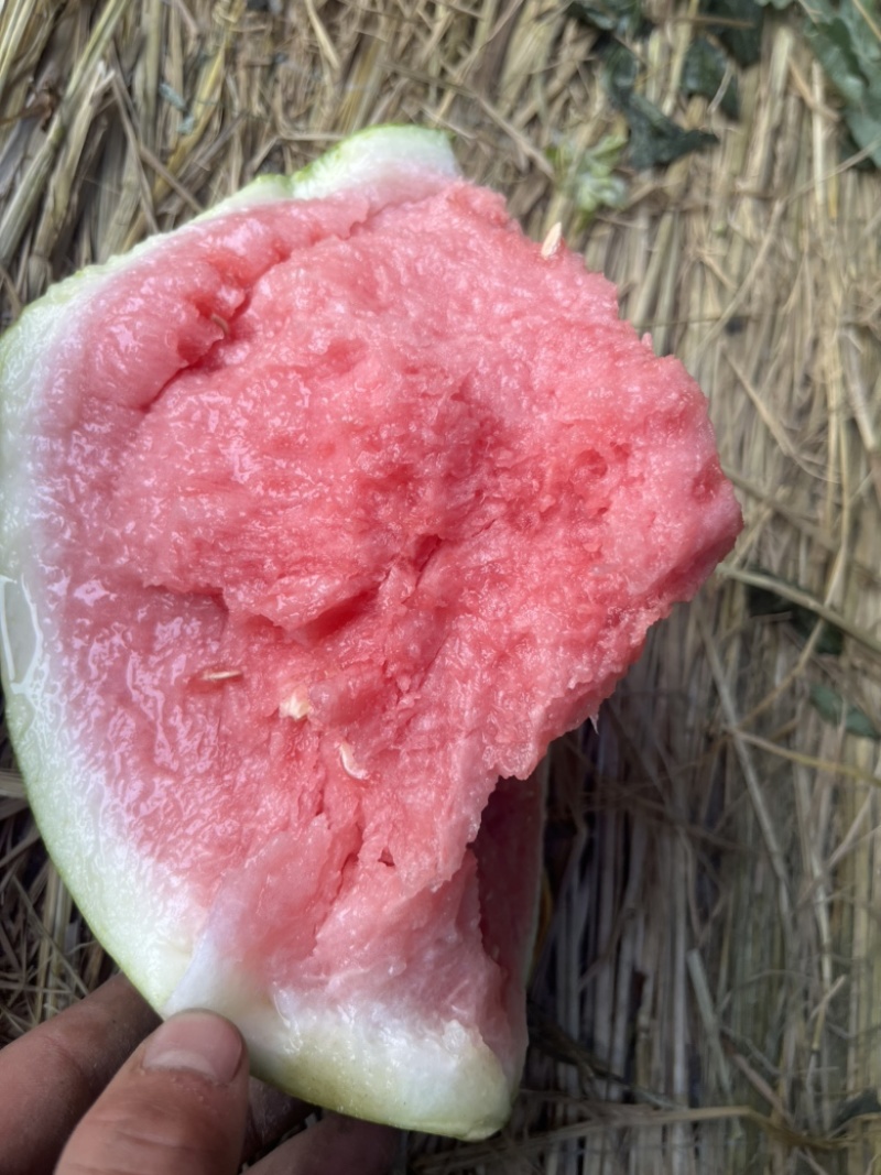 【美都西瓜】有籽🍉无籽🍉头茬，大棚种植产地大量供应