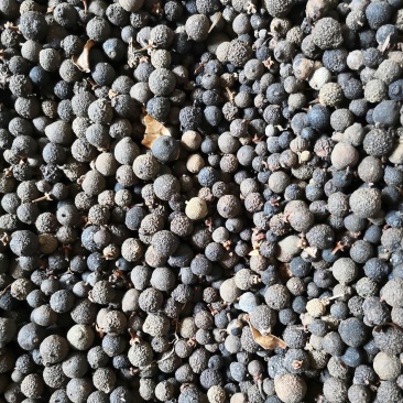 枳实落地果小柑橘大量现货产地直发大小规格都有货