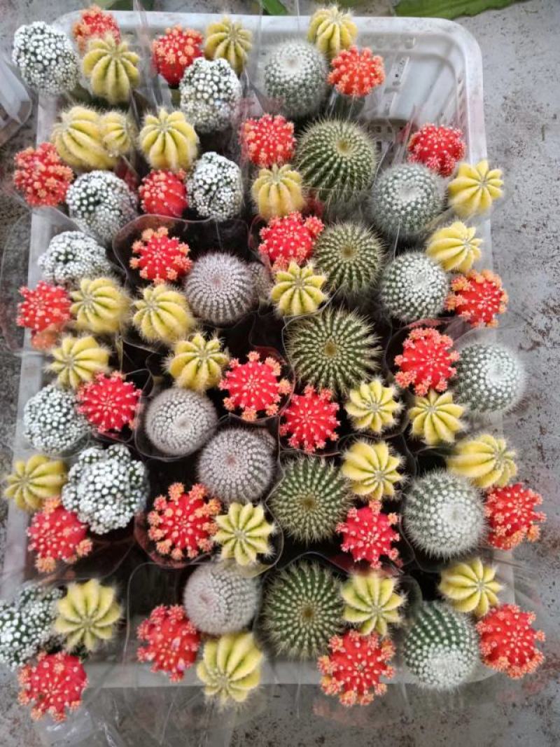 仙人球各种规格，套餐组合，一件也是批发价