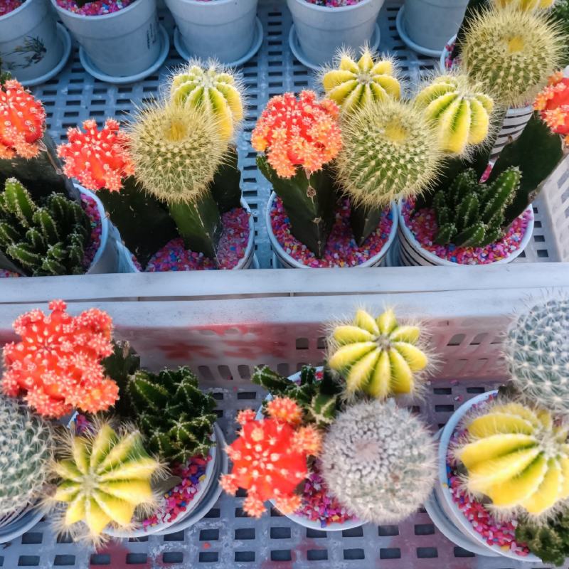 仙人球各种规格，套餐组合，一件也是批发价