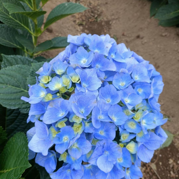 绣球花苗无尽夏绣球花颜色多