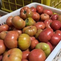 水果西红柿大量上市