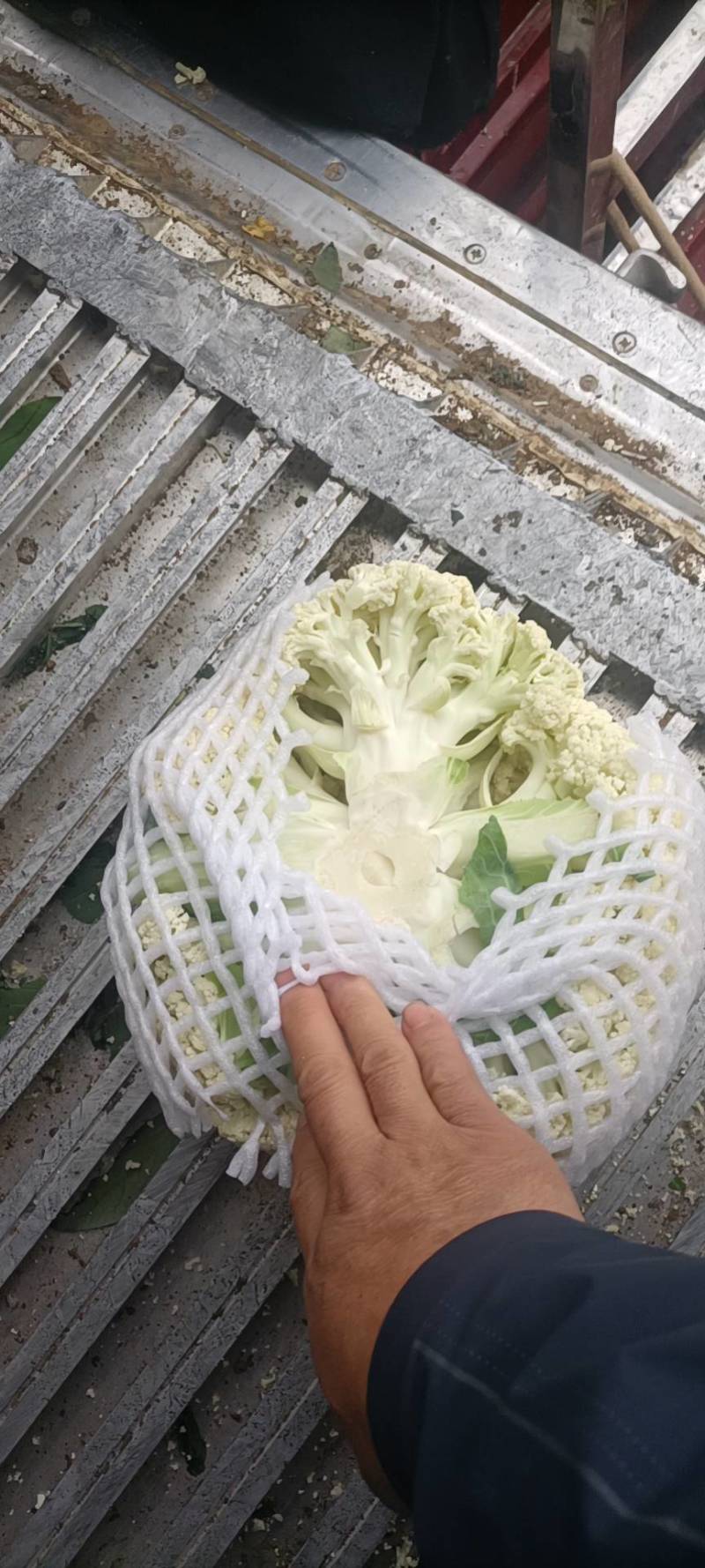陕西省三原县松花上市！！
