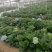 绣球花苗无尽夏绣球花颜色多