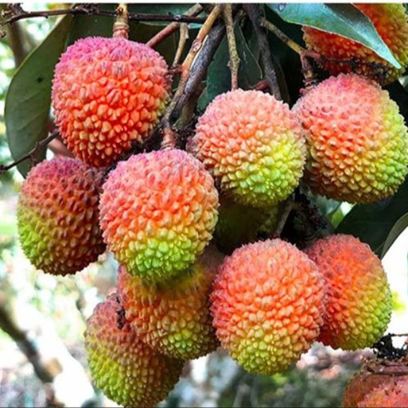 【一件代发】广西灵山新鲜热带水果荔枝妃子笑一箱