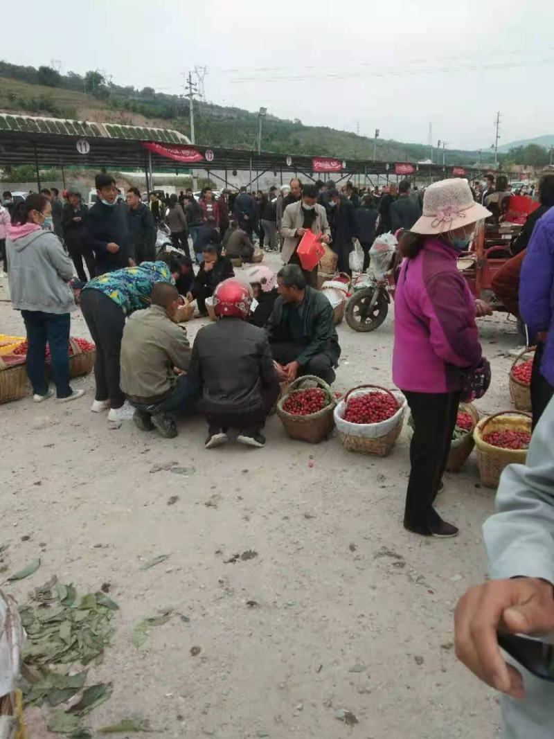 早大果樱桃，货源充足，多年牛商供应，电商商超市场货均有