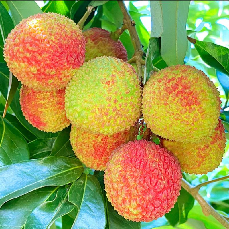 【一件代发】广西灵山新鲜热带水果荔枝妃子笑一箱