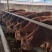 改良黄牛鲁西黄牛肉牛犊小黄牛黄牛仔