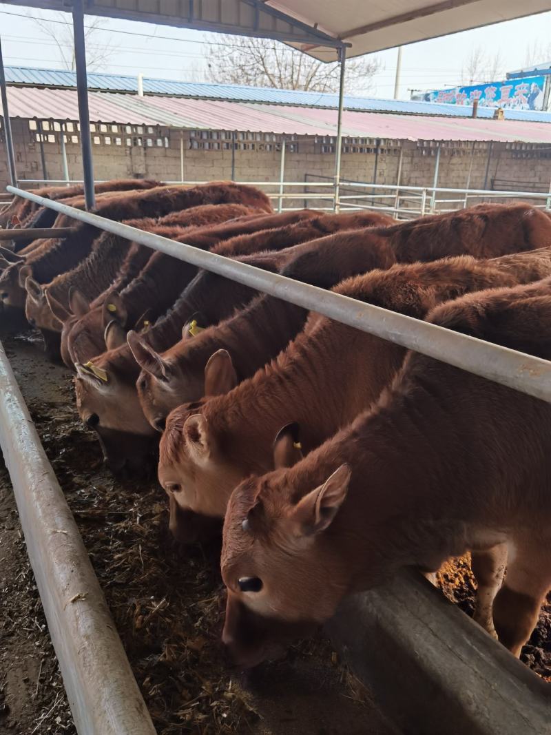 改良黄牛鲁西黄牛肉牛犊小黄牛黄牛仔