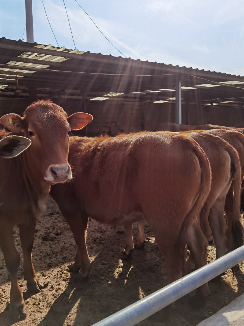 改良黄牛鲁西黄牛肉牛犊小黄牛黄牛仔