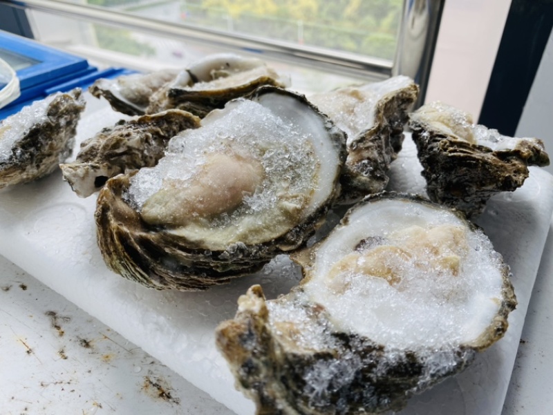 开边冷冻生蚝，烧烤生蚝！电商社区生蚝