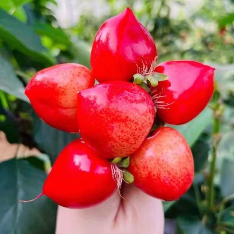 萨米脱樱桃，货源充足，规格齐全，供应电商平台