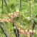 精品吊钟