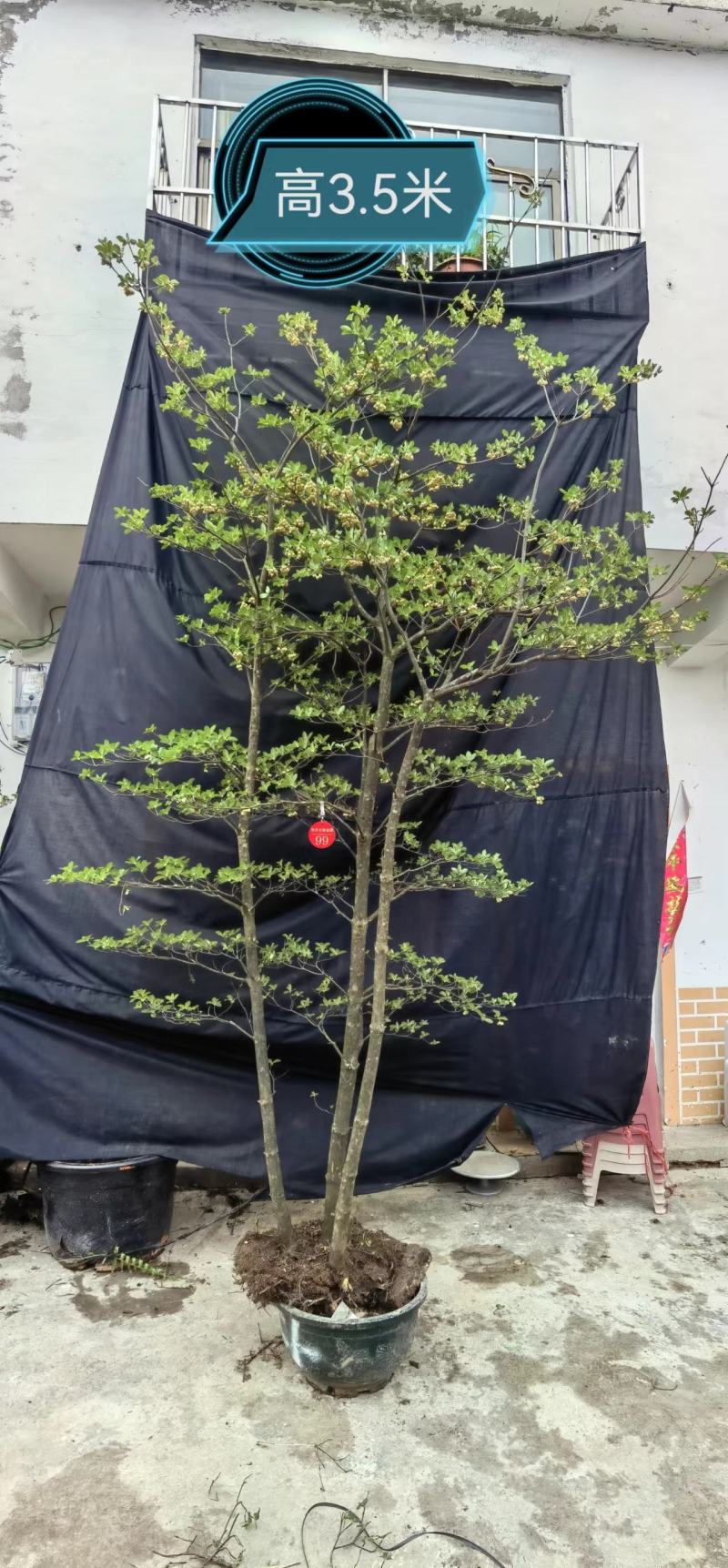 精品吊钟