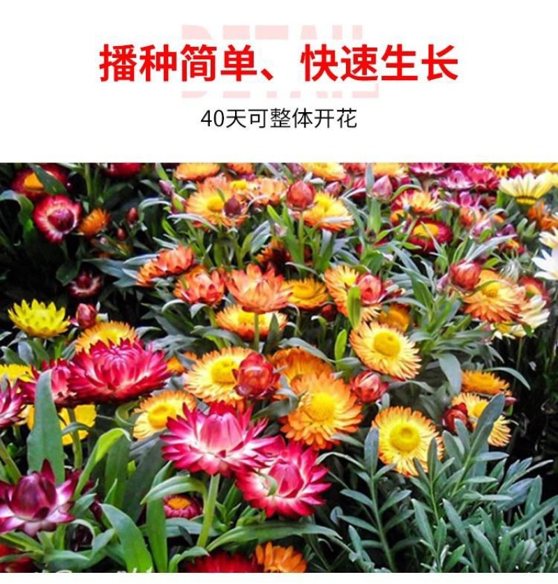 麦秆菊种子庭院花园阳台盆栽切花工艺品盆栽草花种籽景观绿化