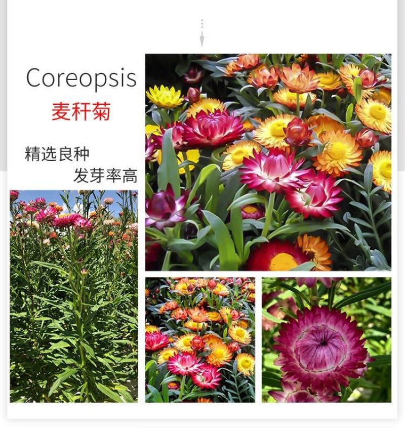 麦秆菊种子庭院花园阳台盆栽切花工艺品盆栽草花种籽景观绿化