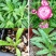 麦秆菊种子庭院花园阳台盆栽切花工艺品盆栽草花种籽景观绿化