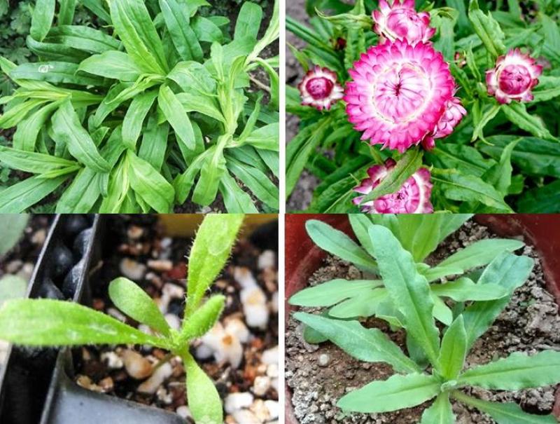麦秆菊种子庭院花园阳台盆栽切花工艺品盆栽草花种籽景观绿化