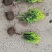 洒金柏50-80-1.2米冠幅苗圃量大优惠价格便宜