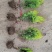洒金柏50-80-1.2米冠幅苗圃量大优惠价格便宜