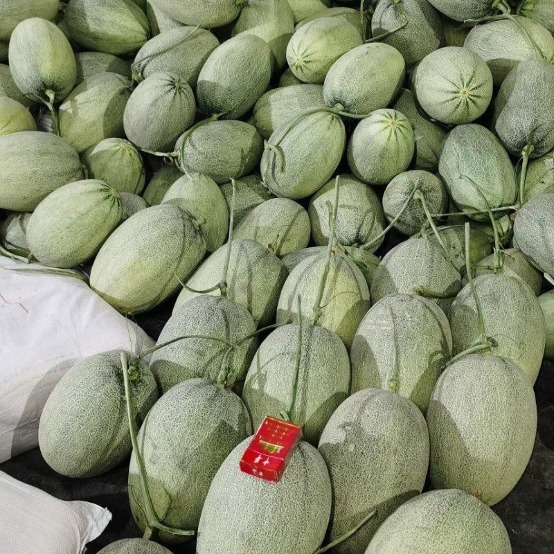 海南哈密瓜大量供应有需要的老板联系