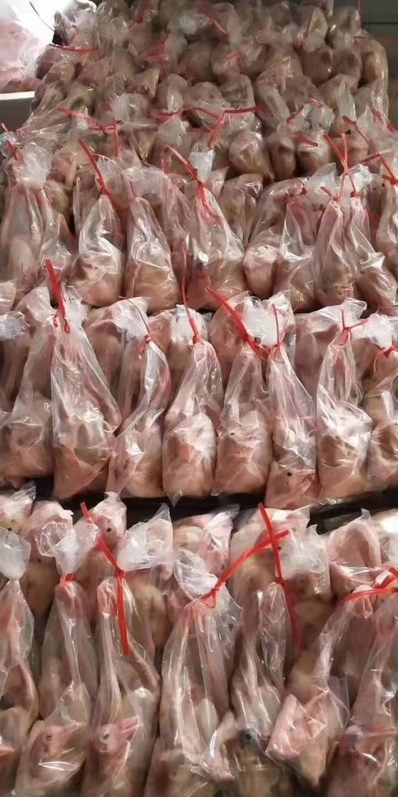 鸽子，乳鸽肉精品乳鸽厂家现货批发各种规格都有