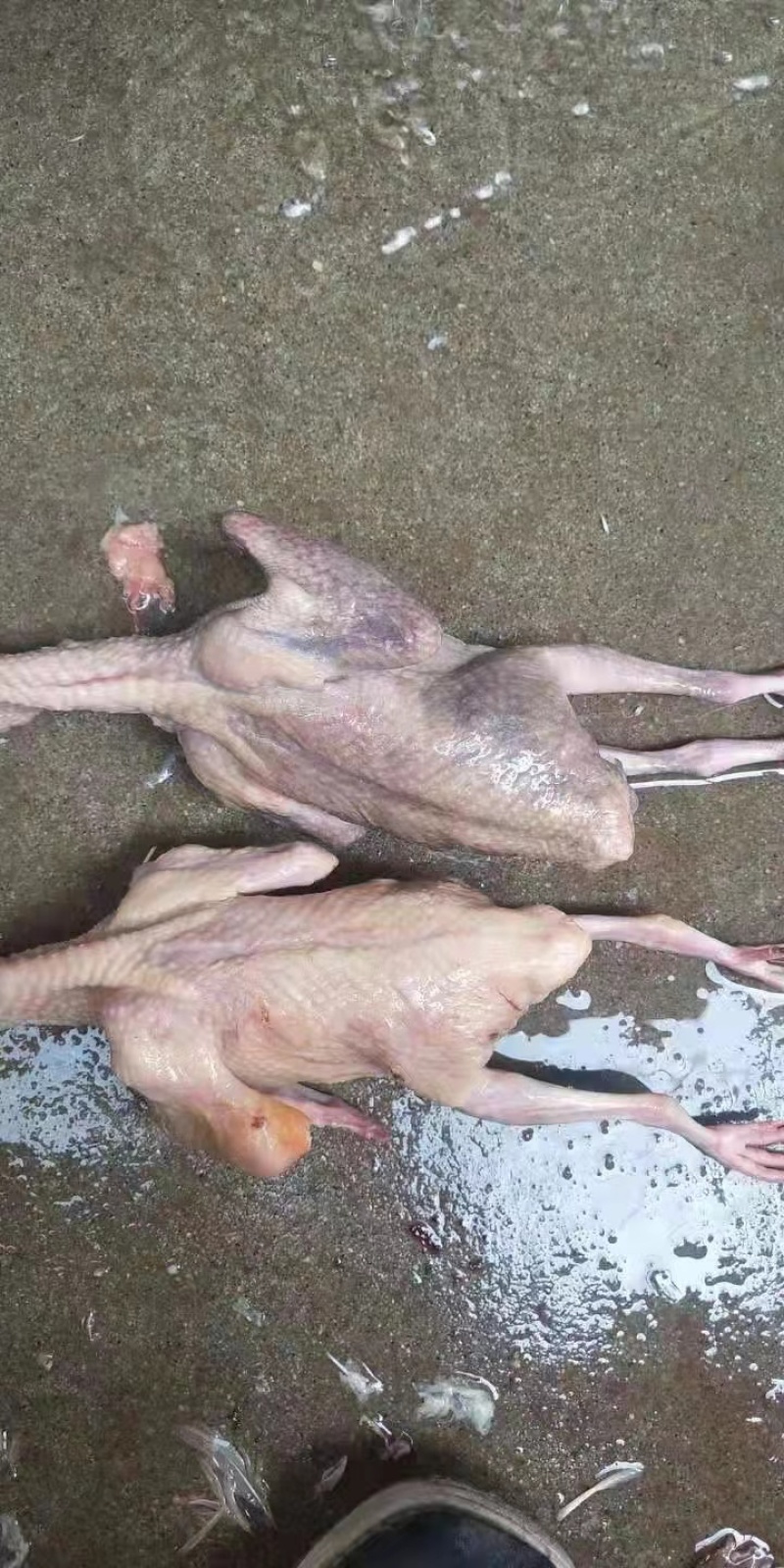 鸽子，乳鸽肉精品乳鸽厂家现货批发各种规格都有