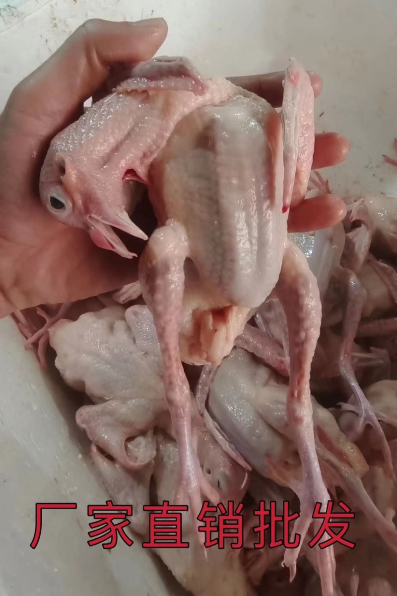 鸽子，乳鸽肉精品乳鸽厂家现货批发各种规格都有