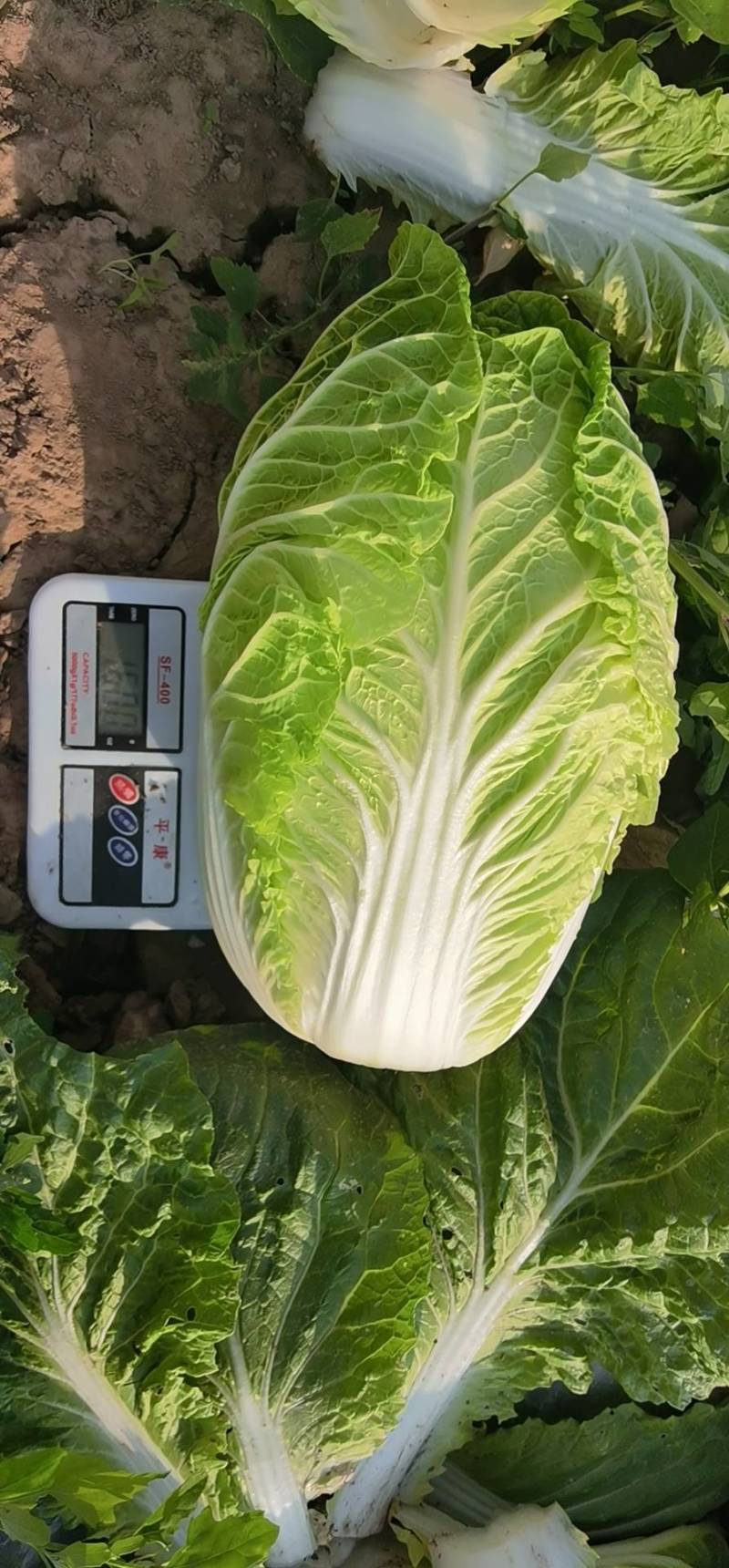 电商大白菜