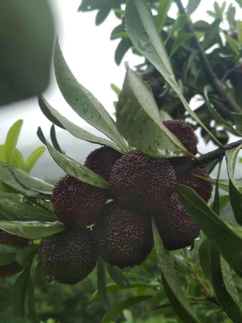 杨梅新鲜现摘杨梅自产绿色新鲜荸荠杨梅