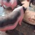 活猪