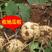 牧马山地瓜种子凉薯种子，500克
