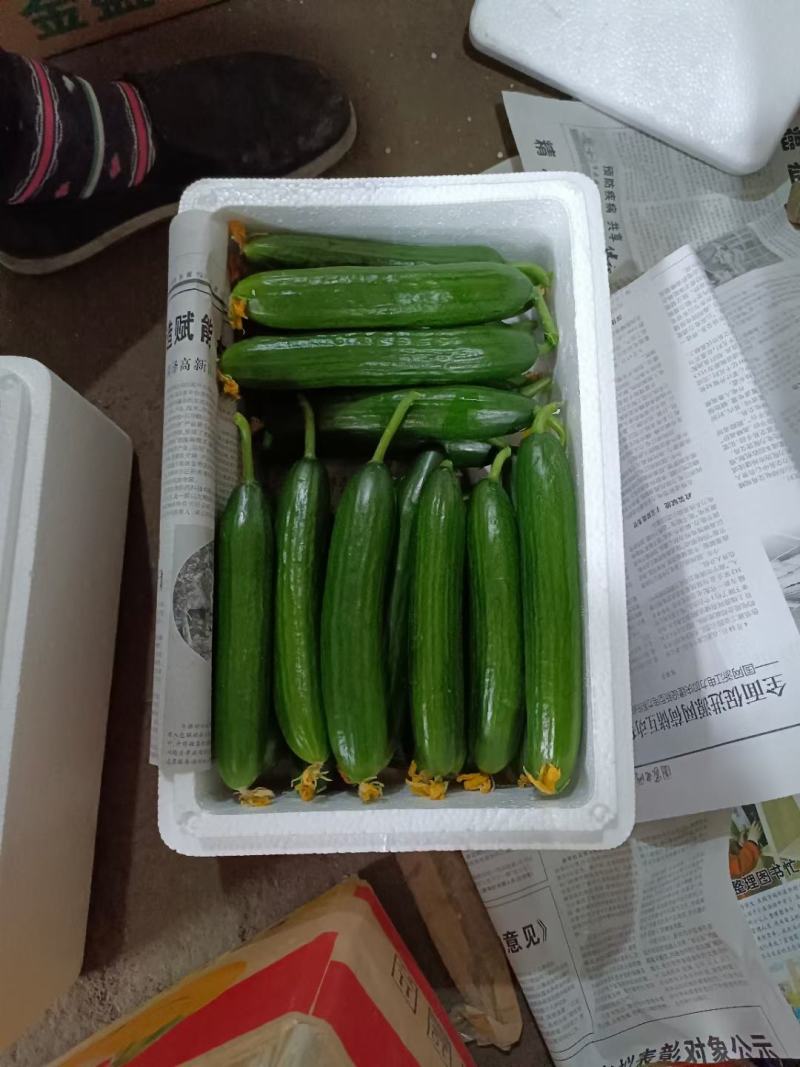 河北邯郸，水果小黄瓜，大量上市中欢迎新老客户前来采购