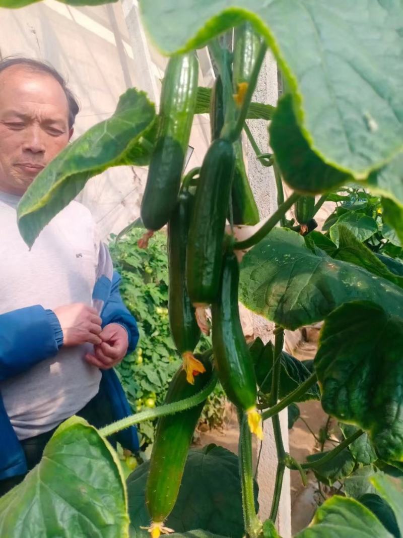 河北邯郸，水果小黄瓜，大量上市中欢迎新老客户前来采购