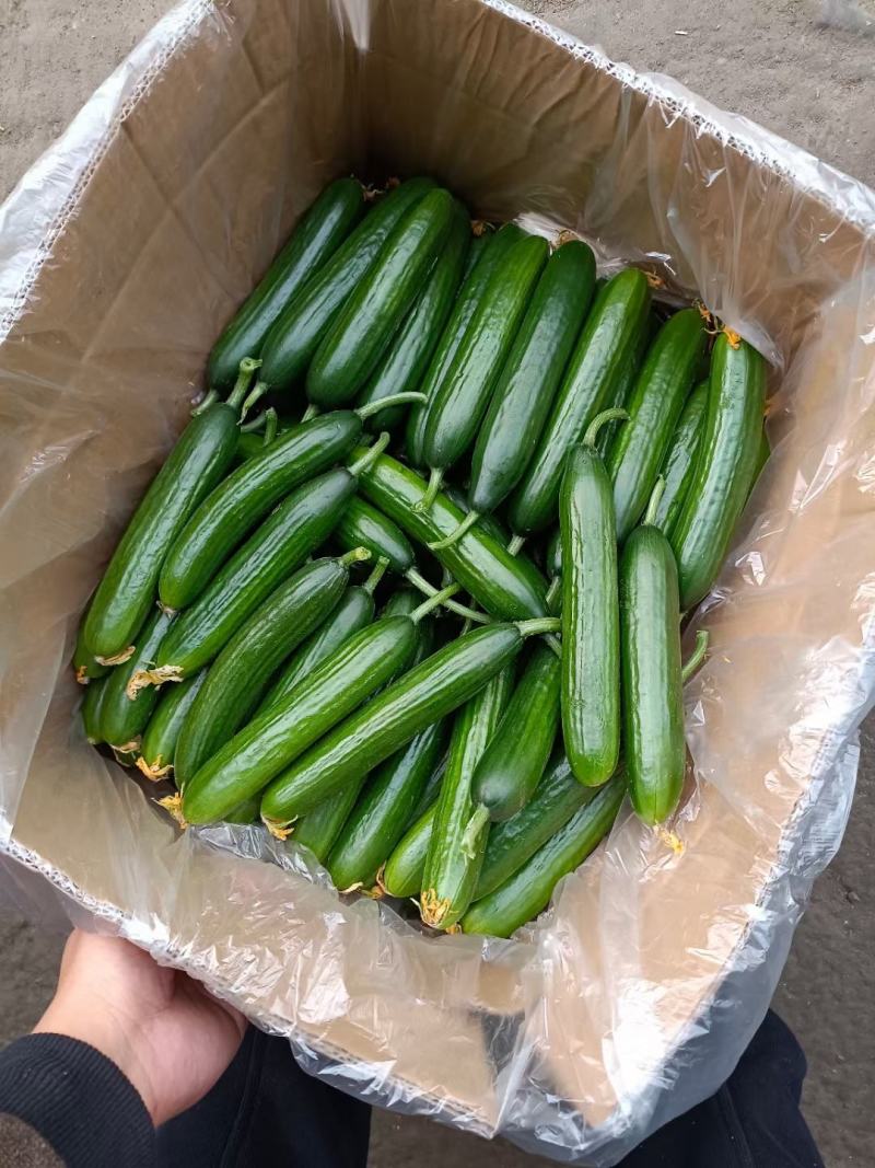 河北邯郸，水果小黄瓜，大量上市中欢迎新老客户前来采购