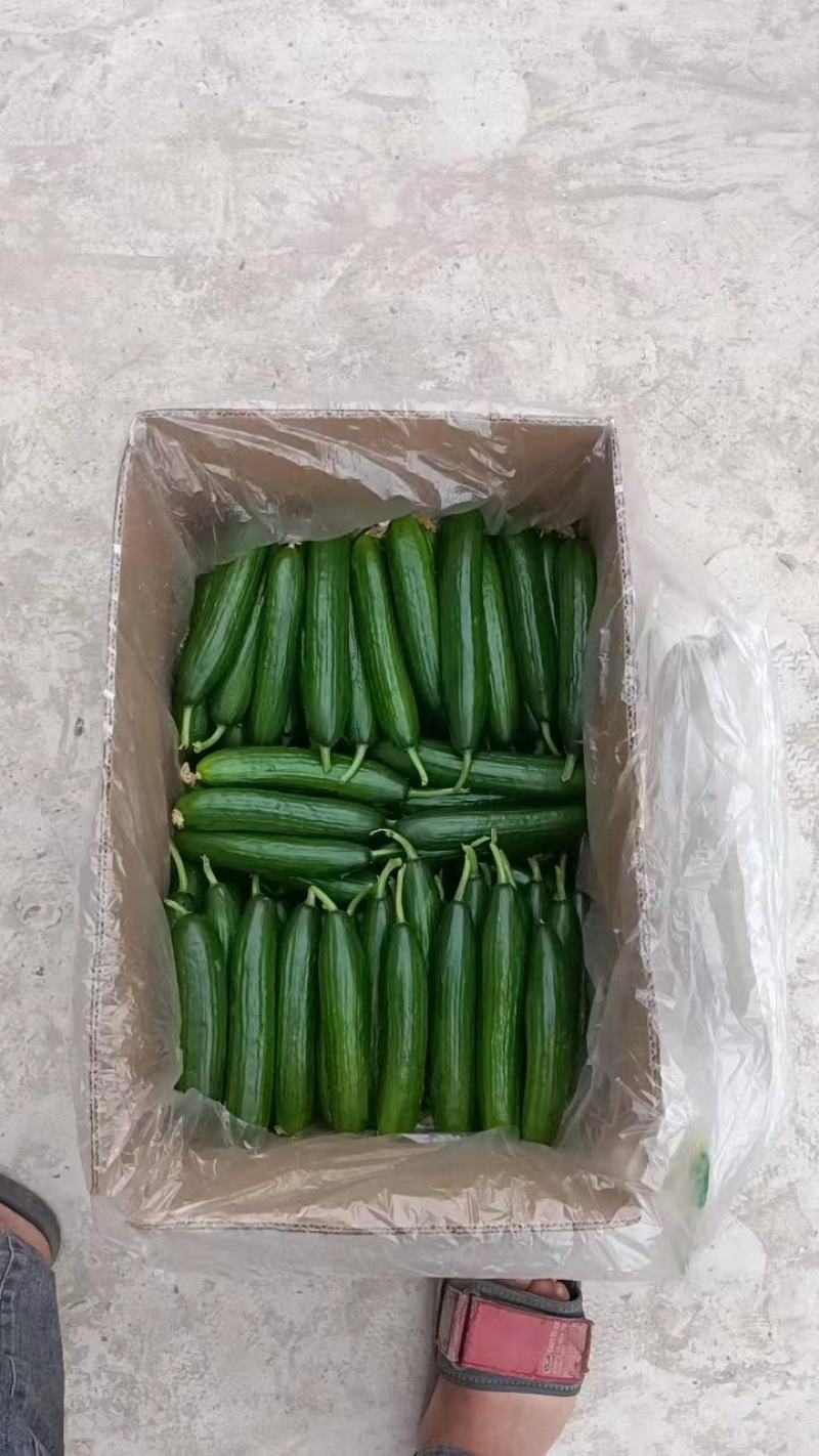 河北邯郸，水果小黄瓜，大量上市中欢迎新老客户前来采购