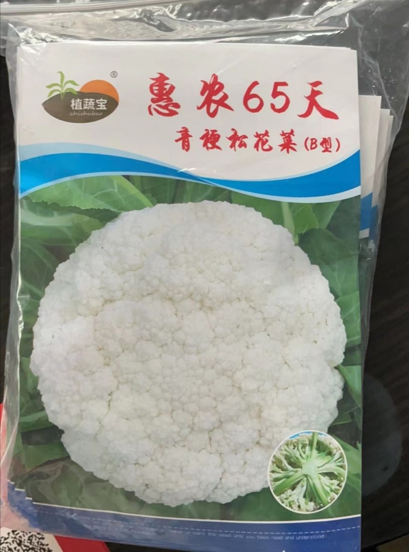 65天菜花苗耐热花菜苗有机菜花苗青梗松花菜苗