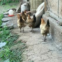 农家土鸡，先尝后买0老母鸡孵化，竹林放养，吃红薯，玉米等