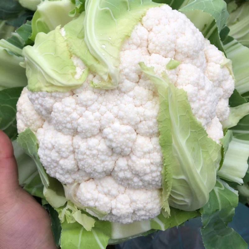 河北邯郸白实花菜大量上市了，质量上乘交通方便，城信经营