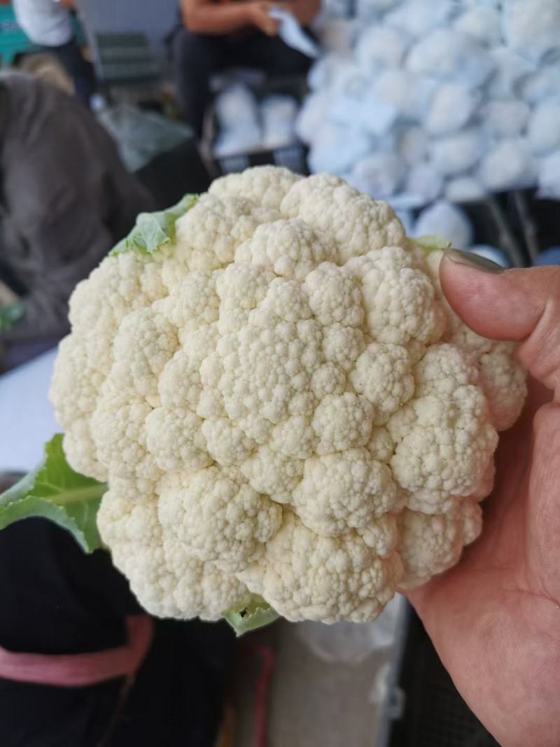 河北邯郸白实花菜大量上市了，质量上乘交通方便，城信经营