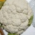 河北邯郸白实花菜大量上市了，质量上乘交通方便，城信经营