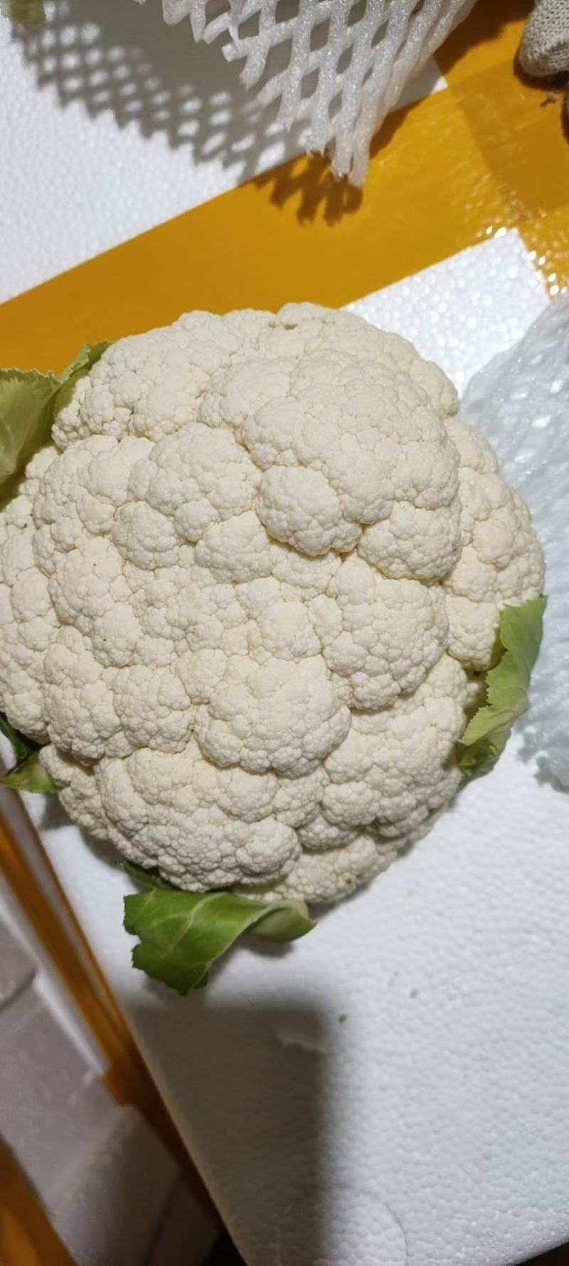 河北邯郸白实花菜大量上市了，质量上乘交通方便，城信经营