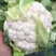 河北邯郸白实花菜大量上市了，质量上乘交通方便，城信经营
