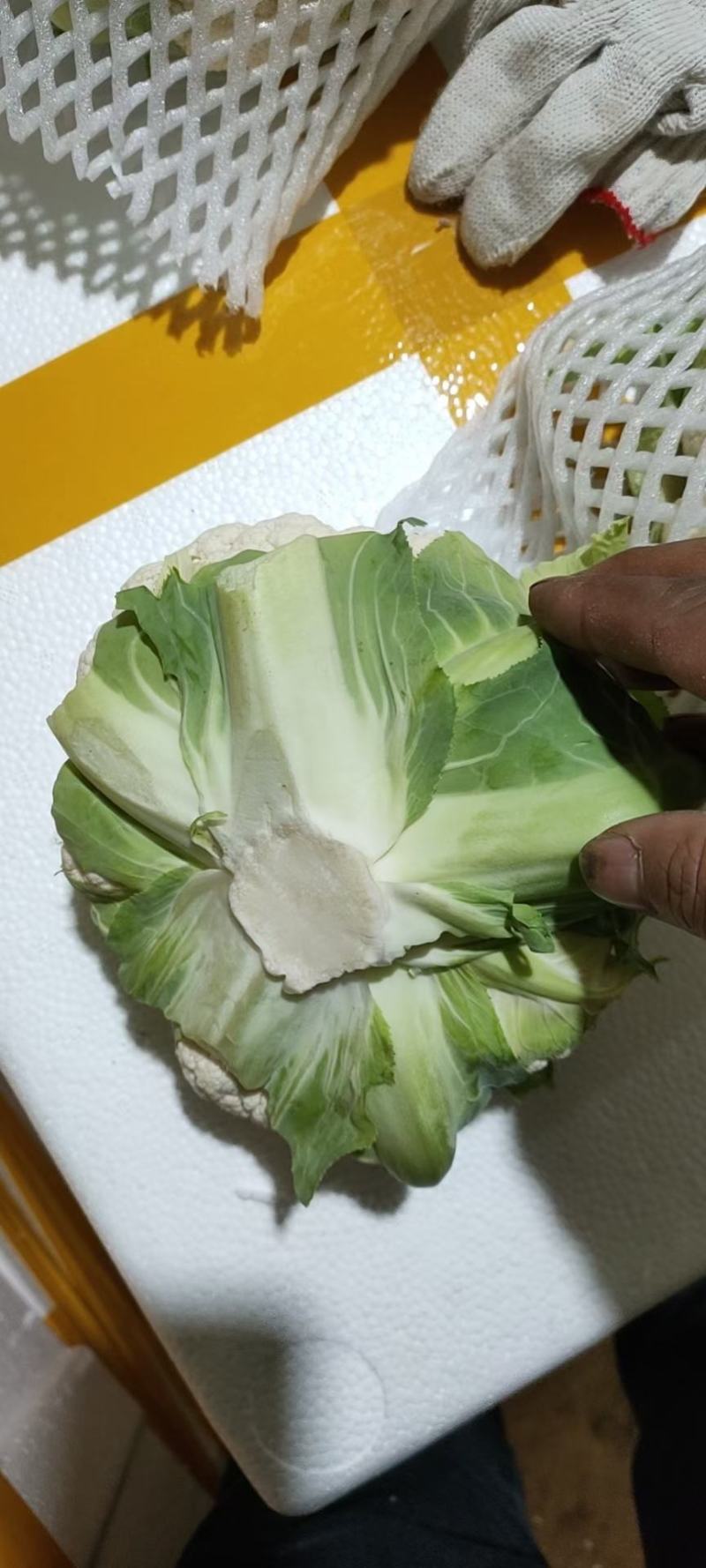 河北邯郸白实花菜大量上市了，质量上乘交通方便，城信经营