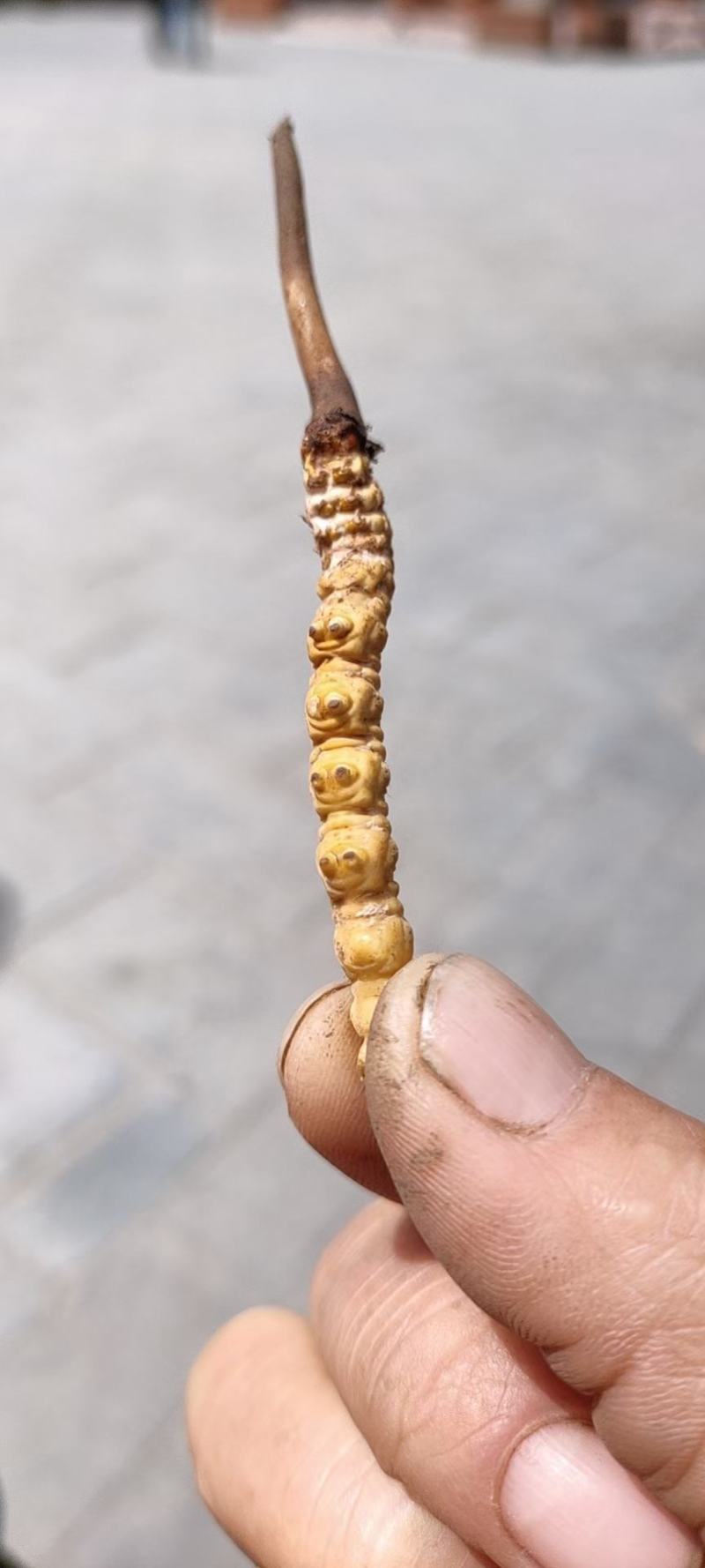 冬虫夏草